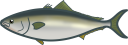 ブリ