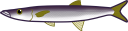 アカカマス